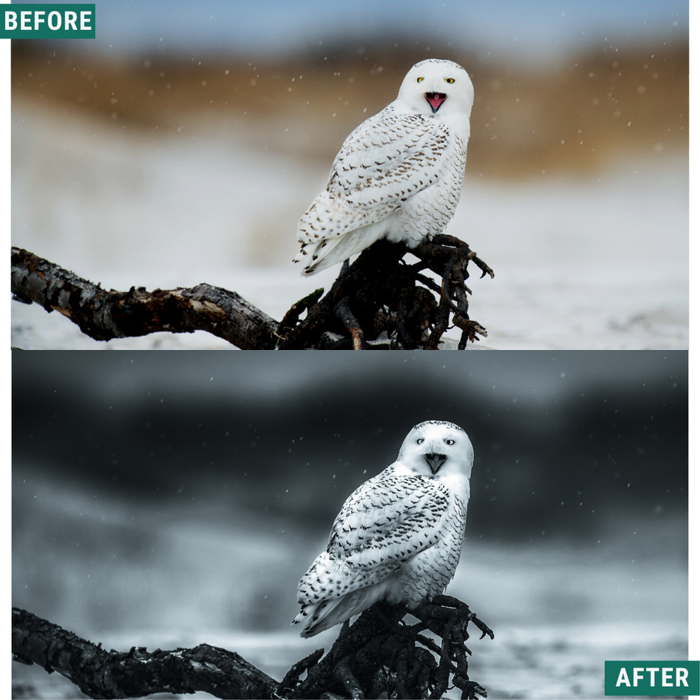 Mono Frost LIMITIERTES Lightroom-Presets-Paket