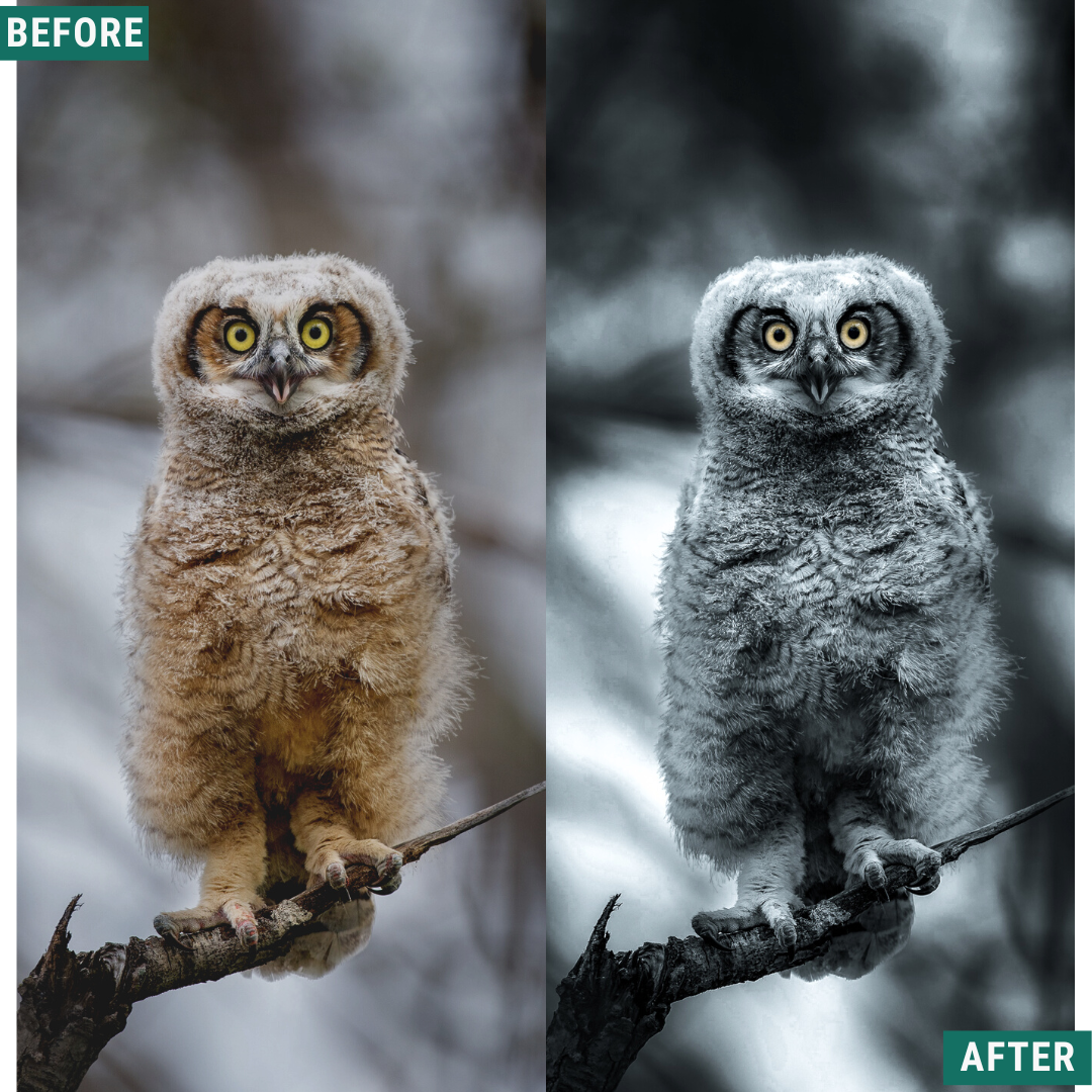 Mono Frost LIMITED Lightroom Presets Pack