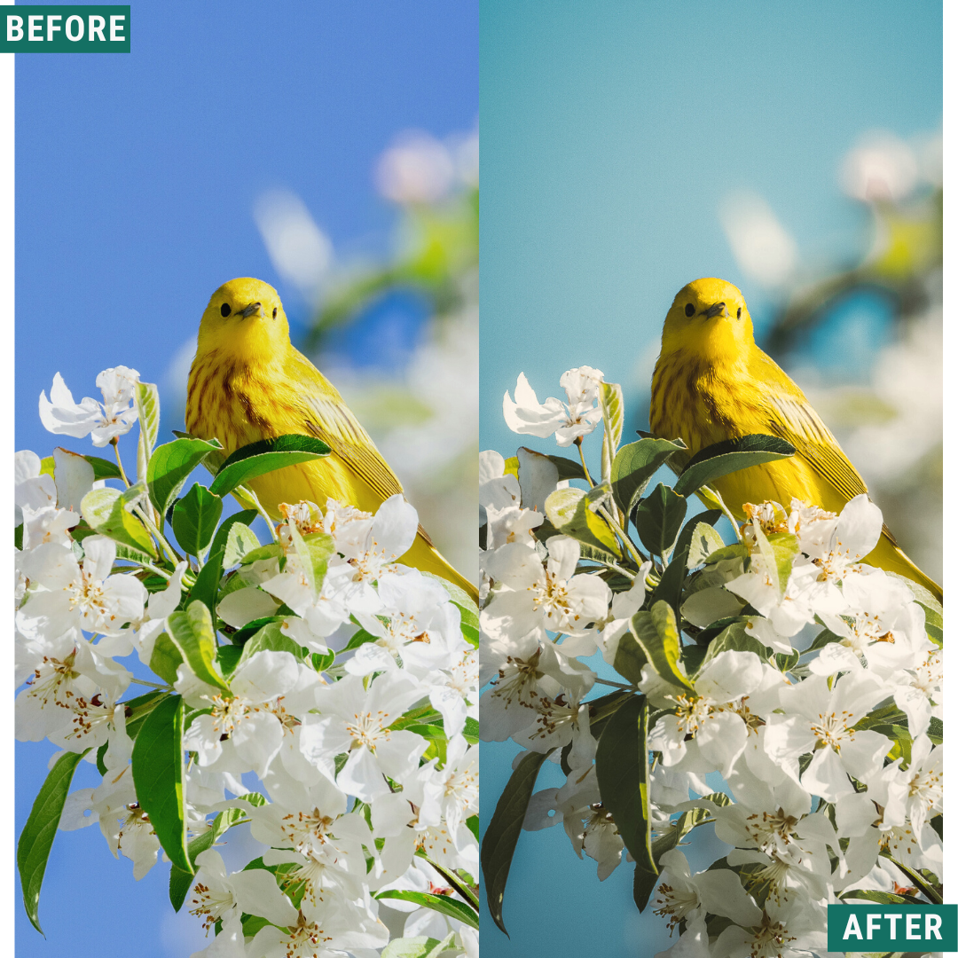 Spring Glow LIMITED Lightroom Presets Pack