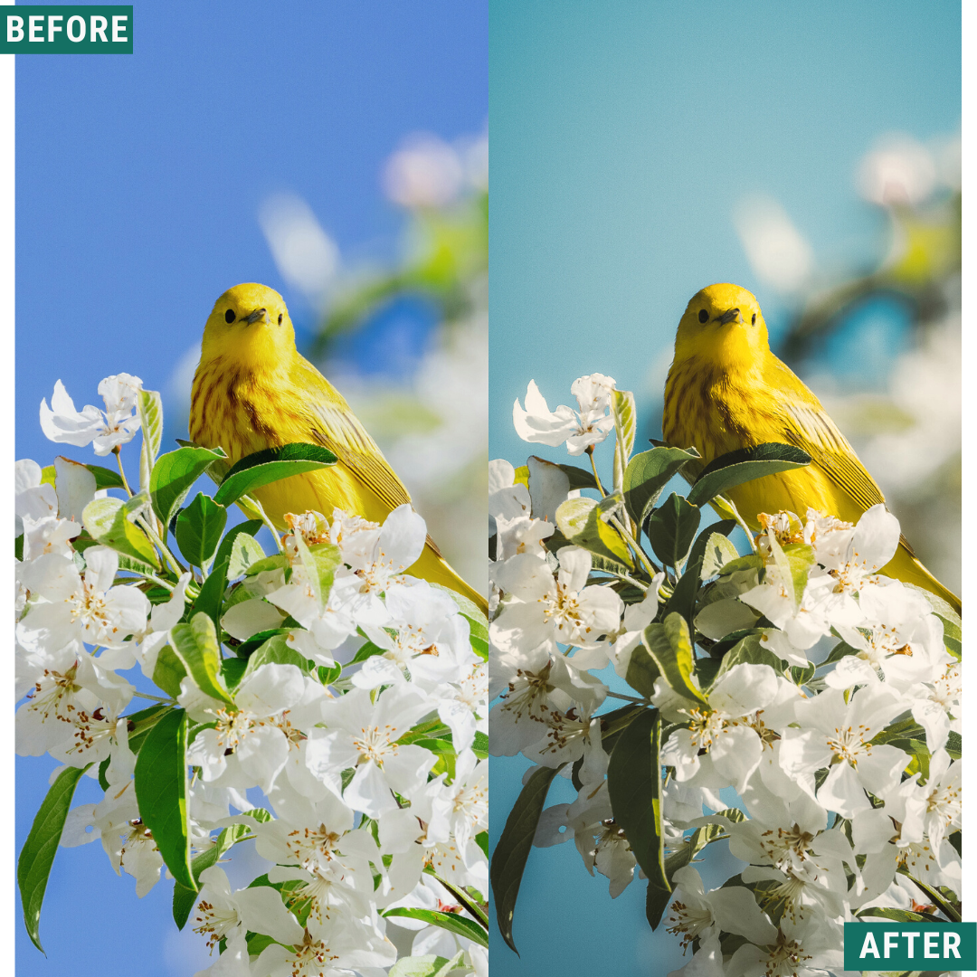 Spring Glow LIMITED Capture One & LUT Presets Pack