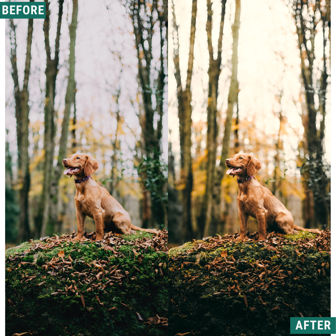 Spring Glow LIMITED Lightroom Presets Pack