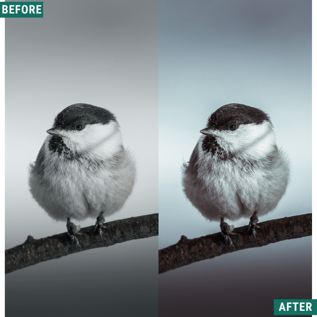 Silver Tones Capture One & LUT Presets Pack