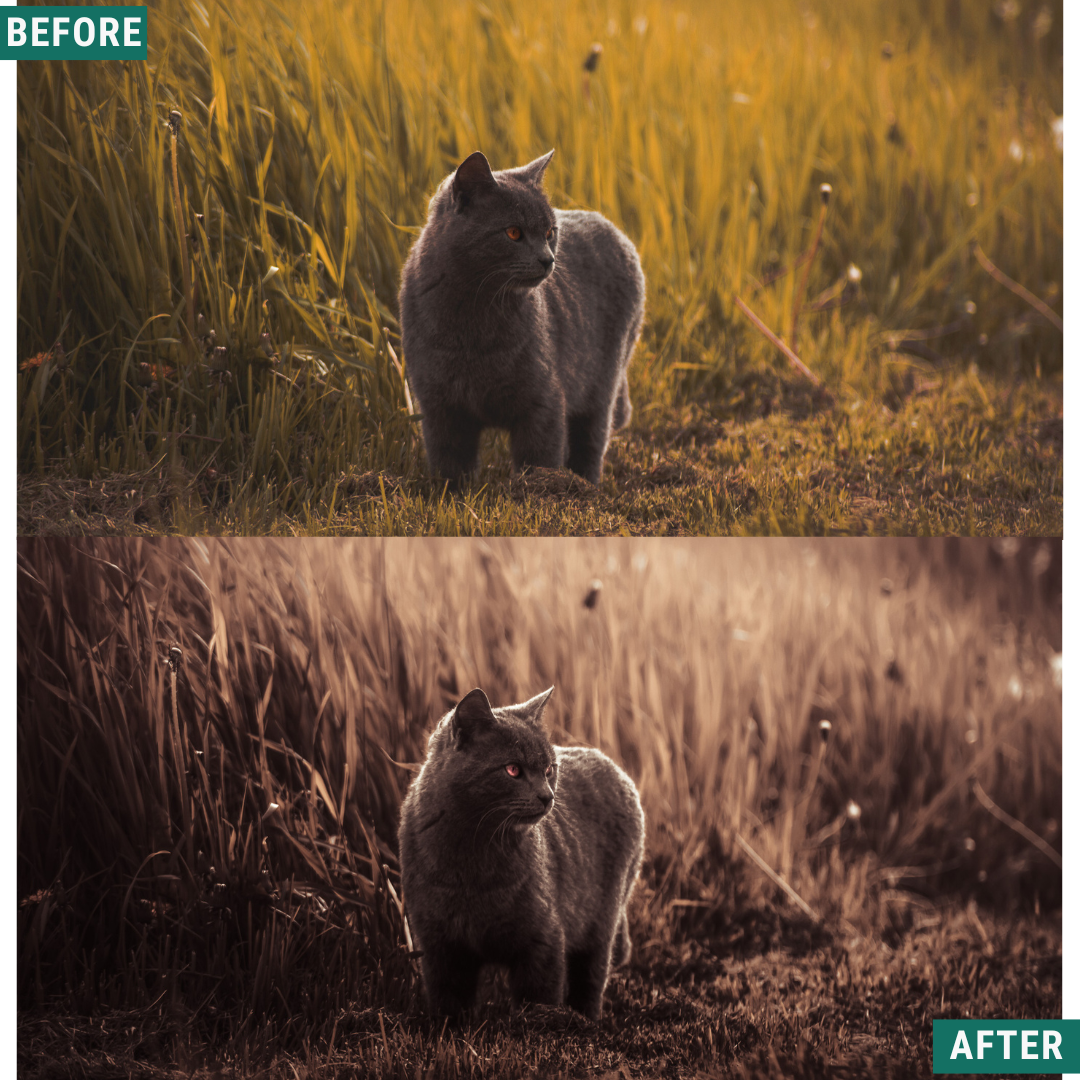 Mono Fall LIMITIERTES Lightroom-Presets-Paket