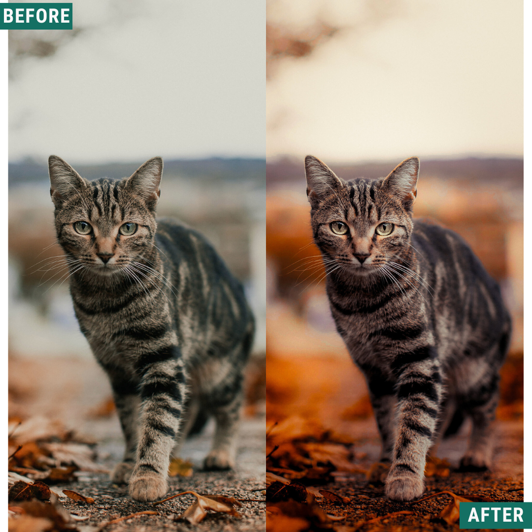 Spooky Orange Lightroom Presets Pack