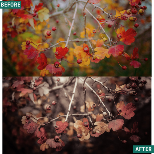 Mono Fall LIMITIERTES Lightroom-Presets-Paket