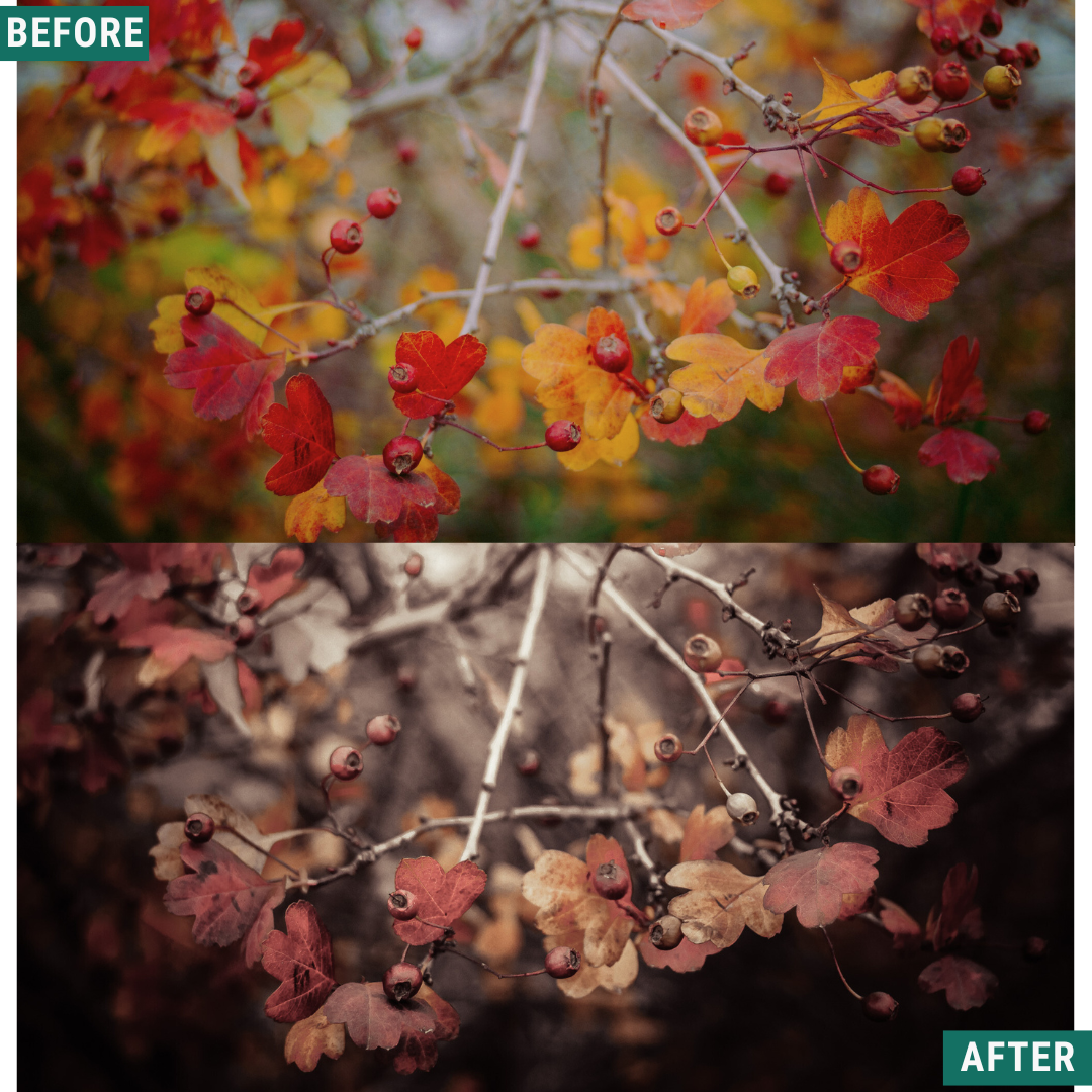 Mono Fall LIMITIERTES Lightroom-Presets-Paket