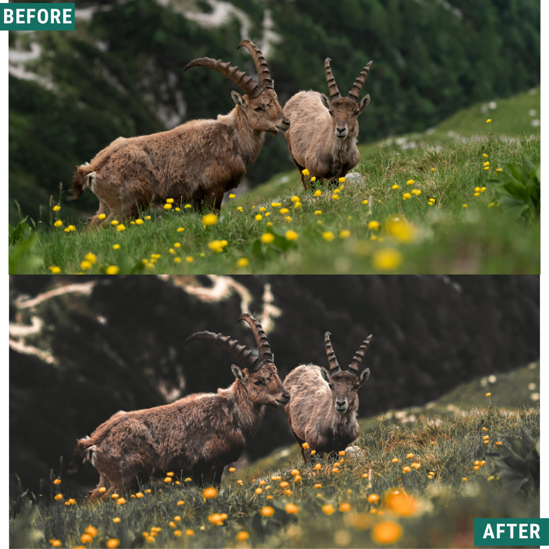 Gold Valley LIMITED Lightroom Presets Pack