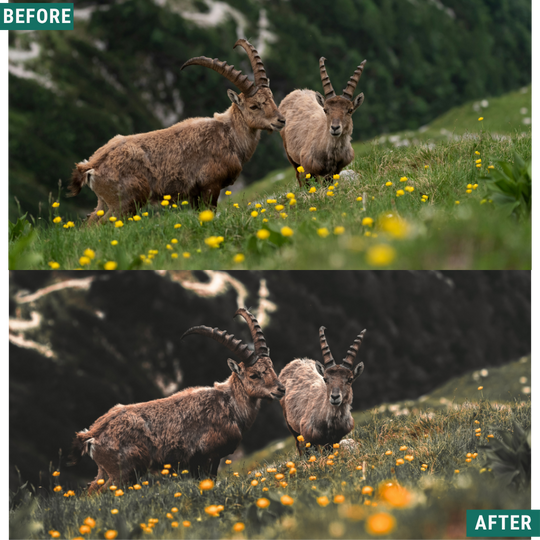 Gold Valley LIMITED Lightroom Presets Pack