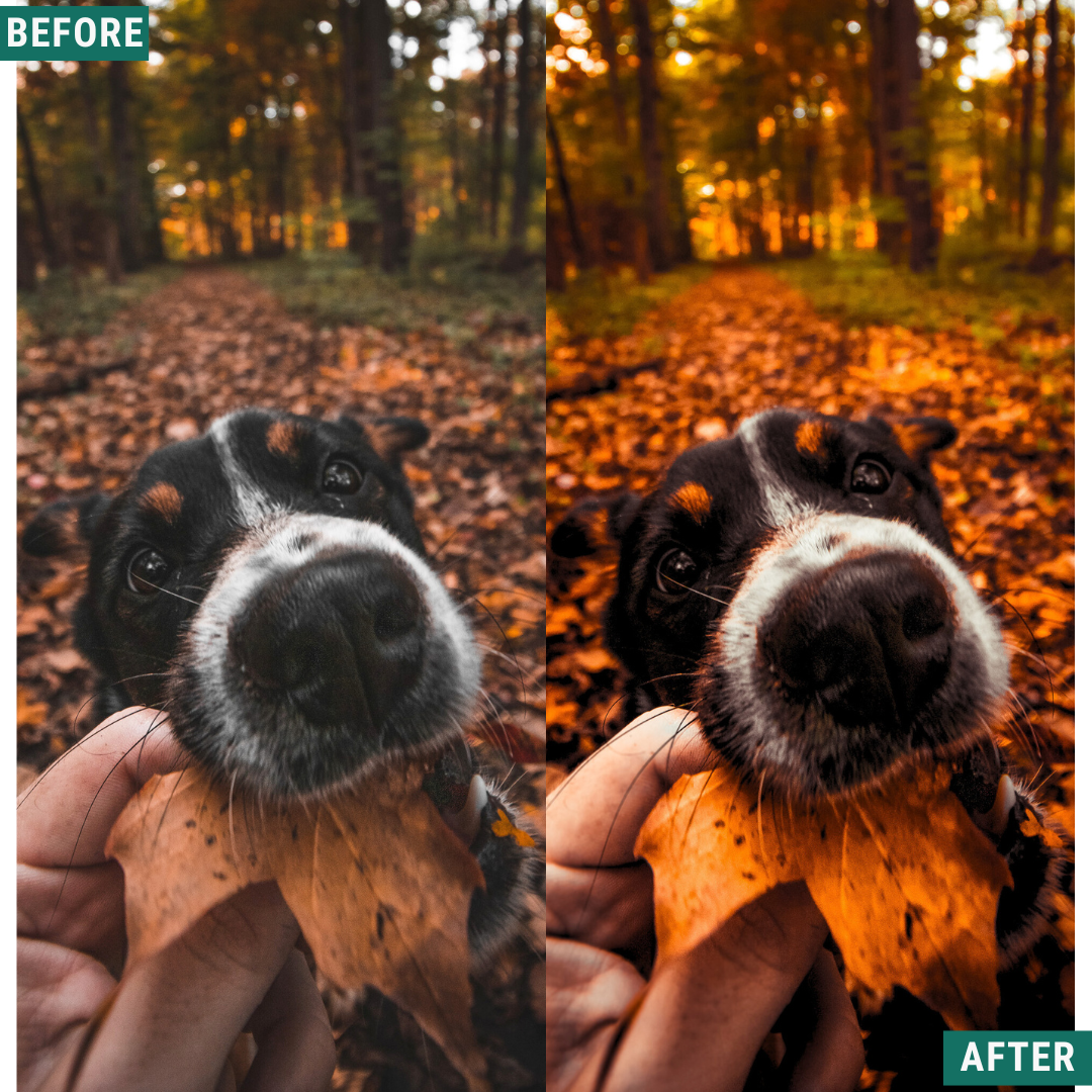 Spooky Orange Lightroom Presets Pack