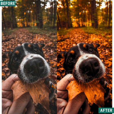 Spooky Orange LIMITIERTES Lightroom-Presets-Paket