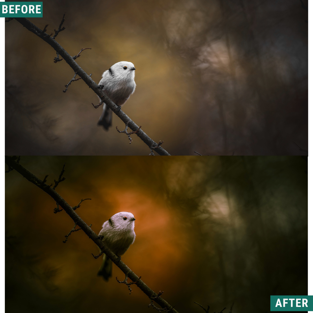 Spooky Woods LIMITED Lightroom Presets Pack