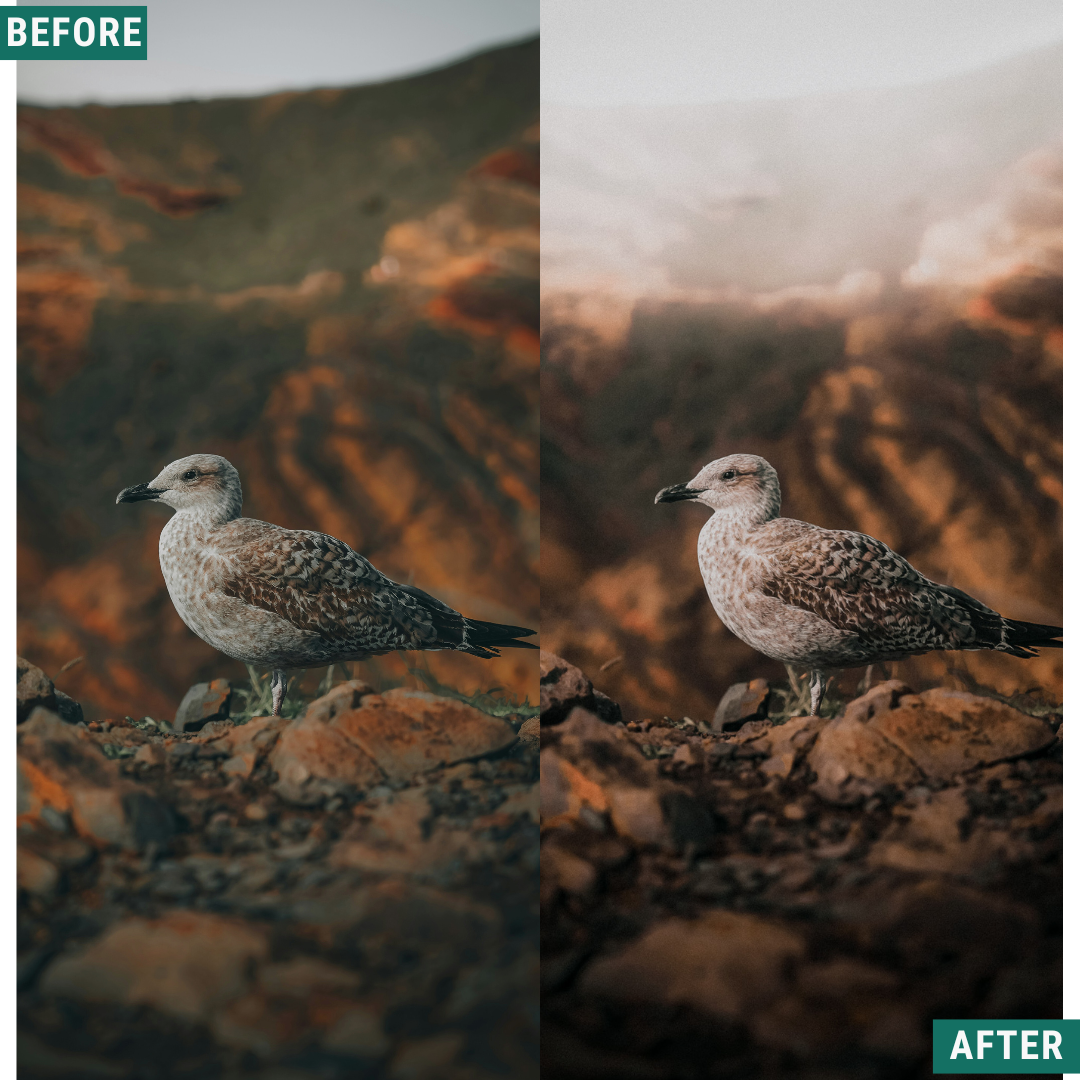 Rustic Wind Lightroom Presets Pack