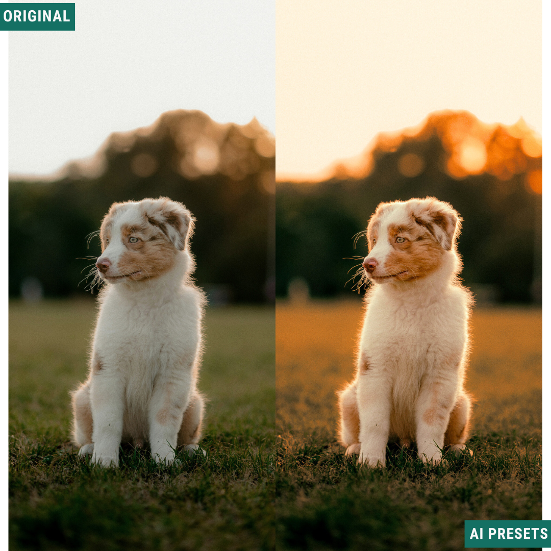 Summer AI Color Lightroom Toolkit