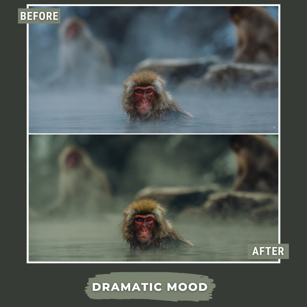 Master Collection Bundle 490 Lightroom Presets Summer