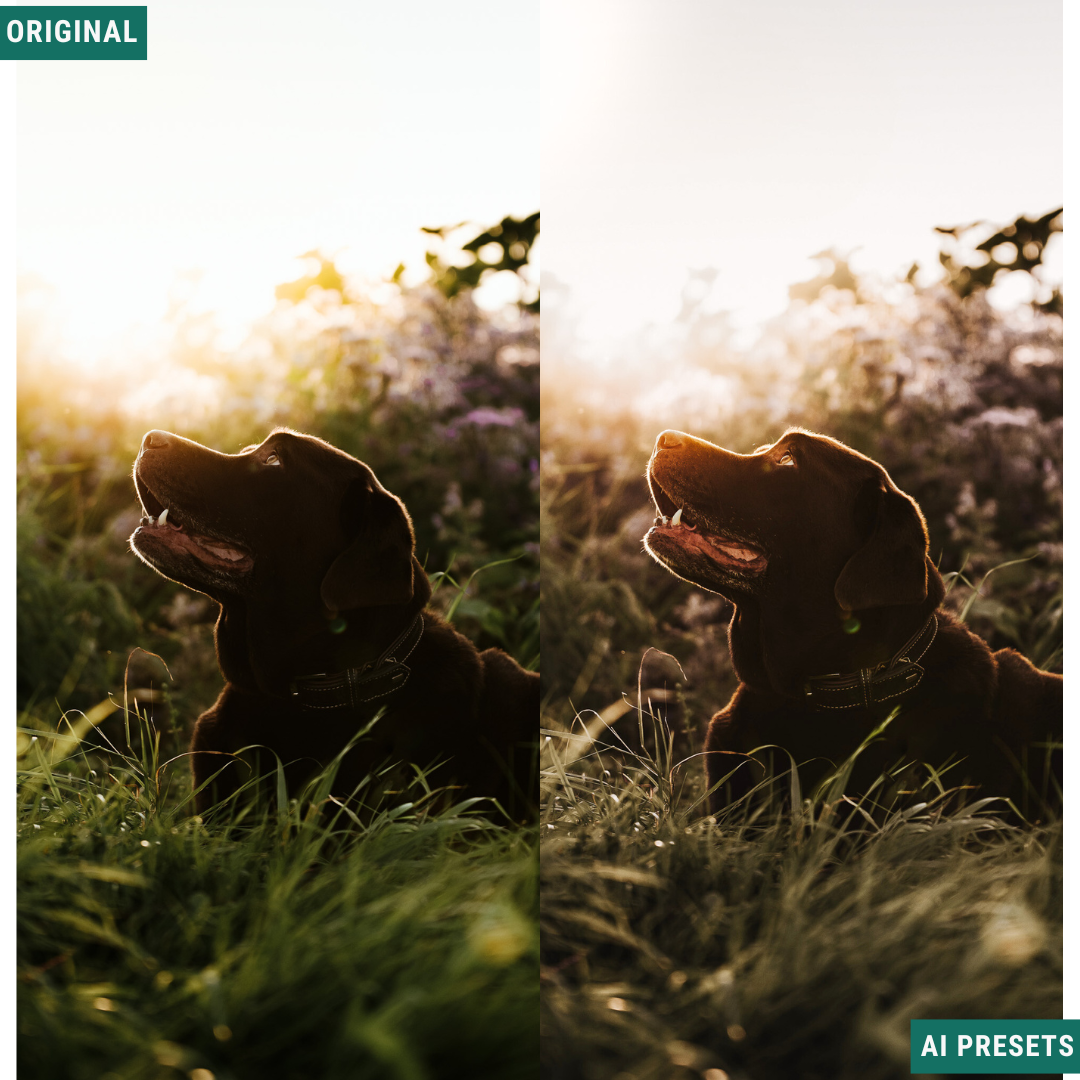Moody AI Color Lightroom Toolkit