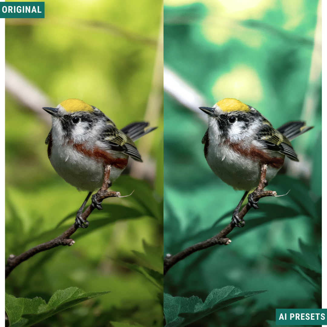 Moody AI Color Lightroom Toolkit