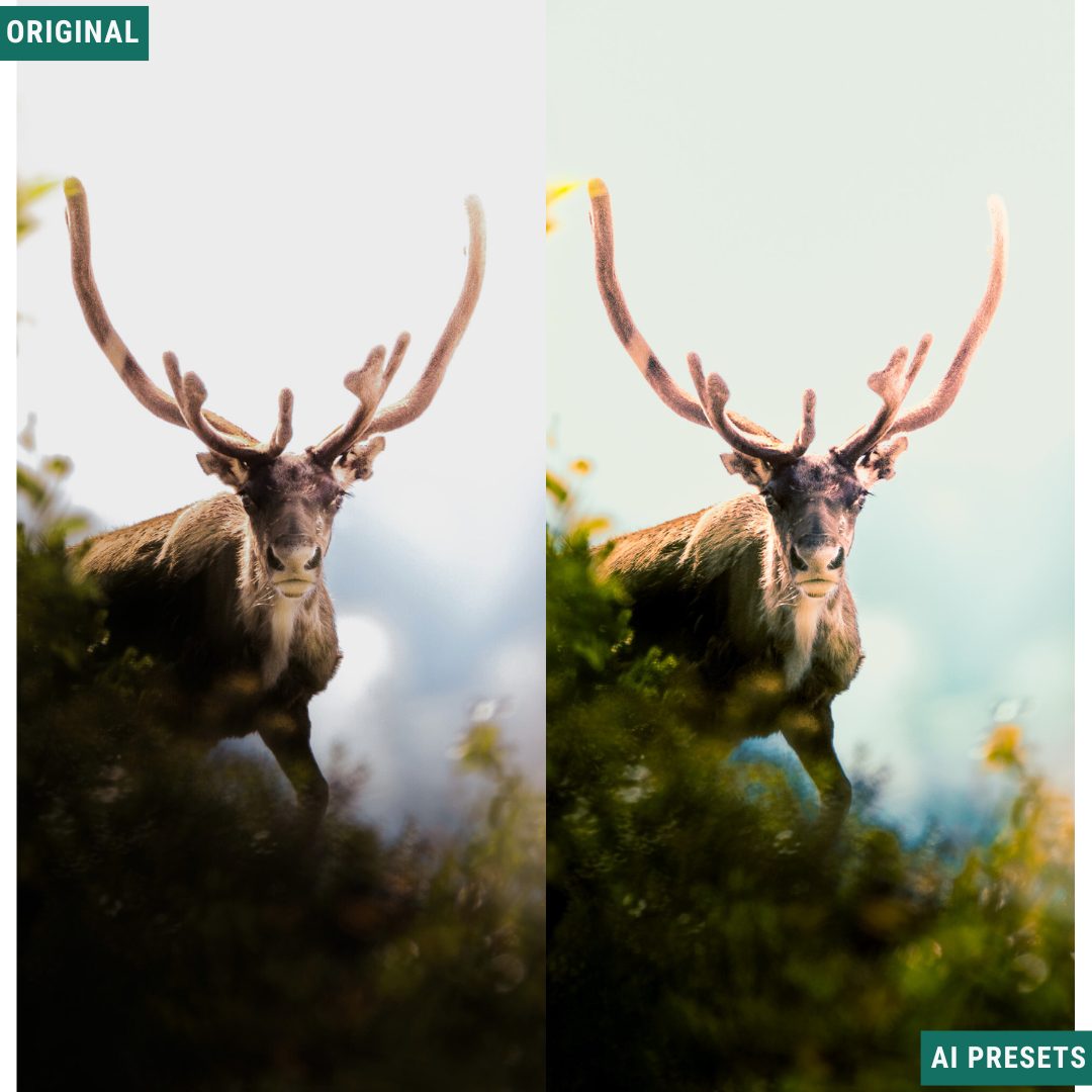 Summer AI Color Lightroom Toolkit