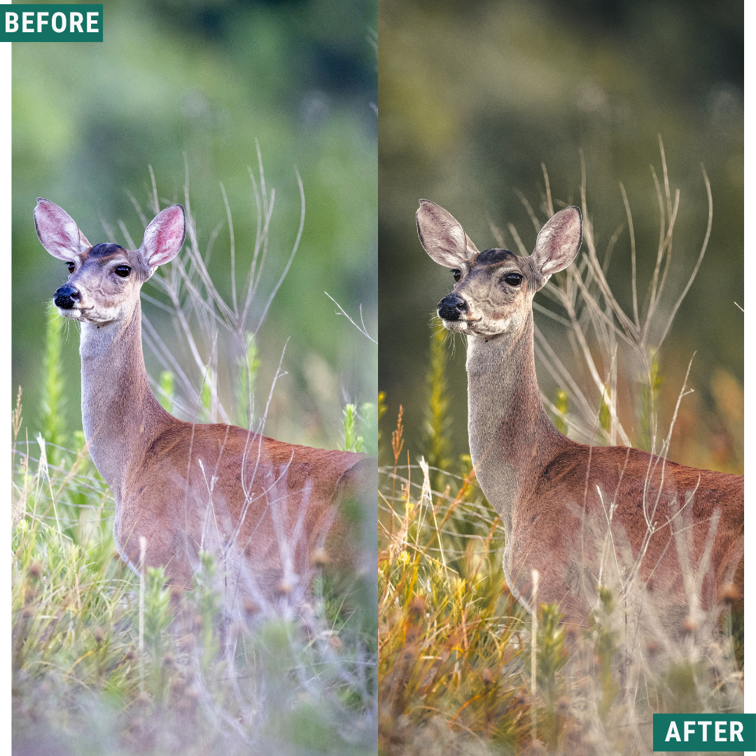 Gold Valley LIMITED Lightroom Presets Pack