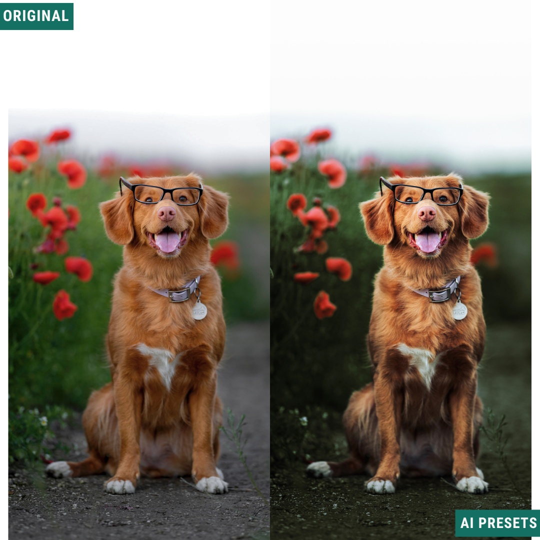 Moody AI Color Lightroom Toolkit