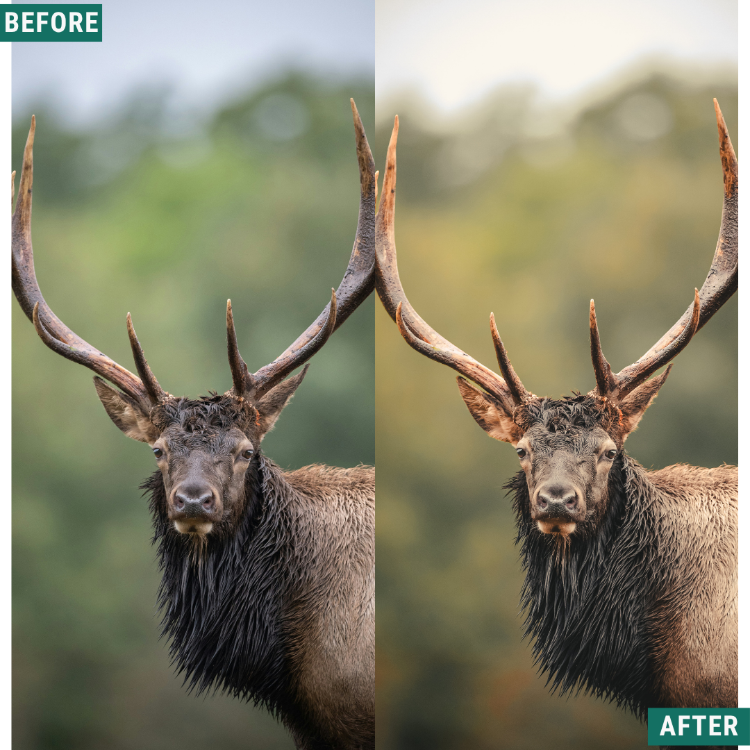 Gold Valley LIMITED Lightroom Presets Pack