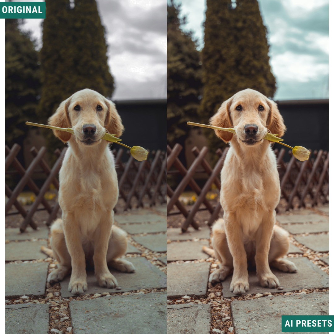 Spring AI Color Lightroom Toolkit