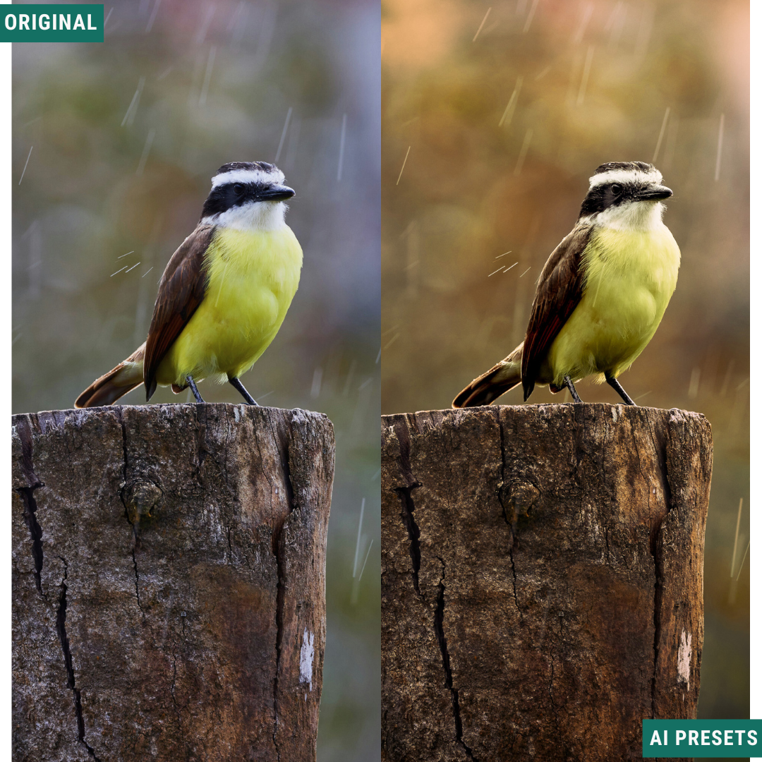 Spring AI Color Lightroom Toolkit