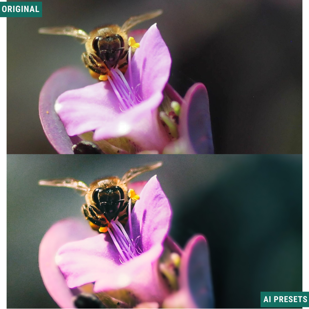 Spring AI Color Lightroom Toolkit