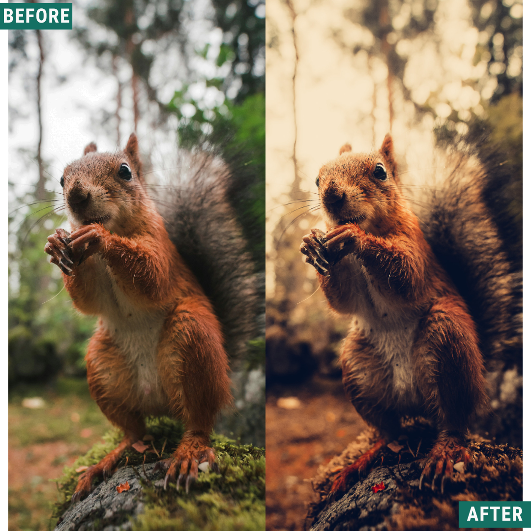 Warm Dusk LIMITED Lightroom Presets Pack