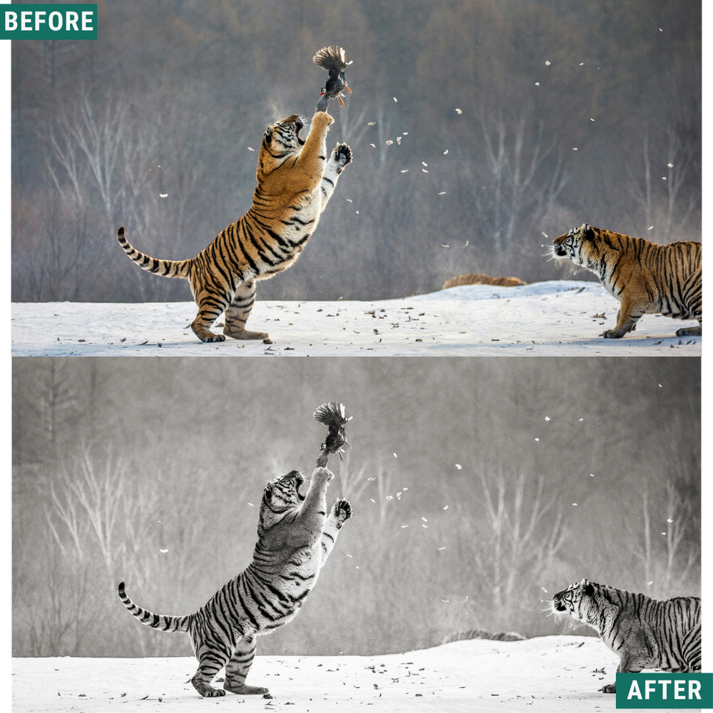 Mono Wild LIMITED Lightroom Presets Pack