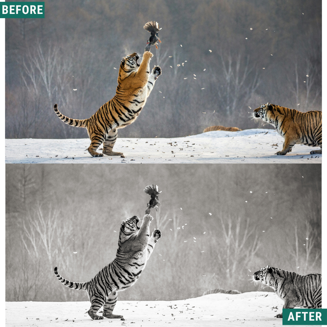 Mono Wild LIMITED Lightroom Presets Pack