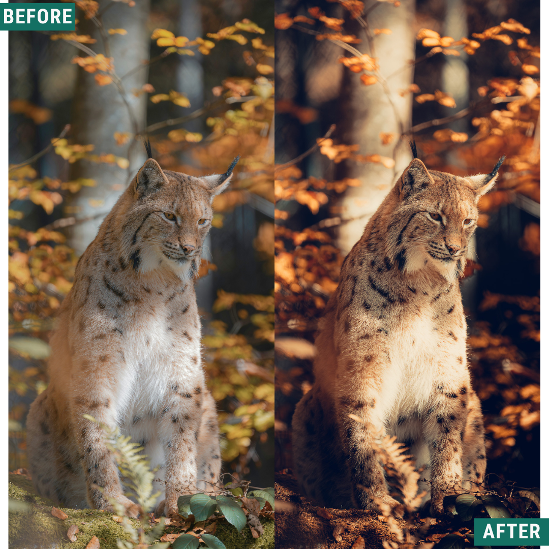 Warm Dusk LIMITED Lightroom Presets Pack
