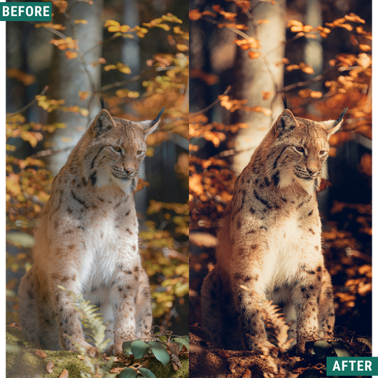 Warm Dusk LIMITED Lightroom Presets Pack