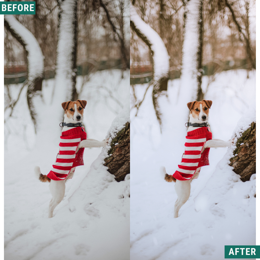 Winter AI Color Lightroom Toolkit