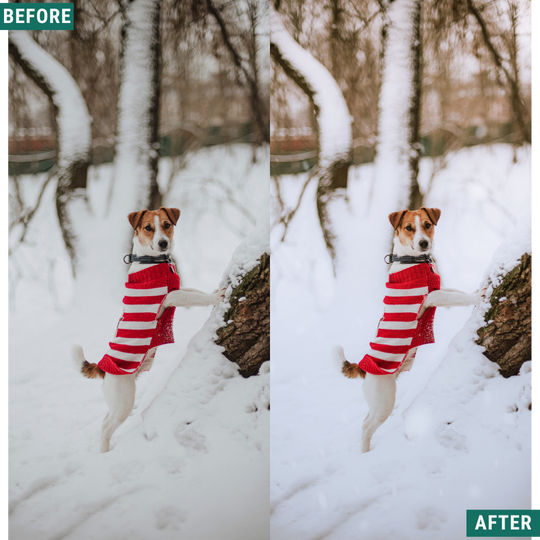 Winter AI Color Lightroom Toolkit