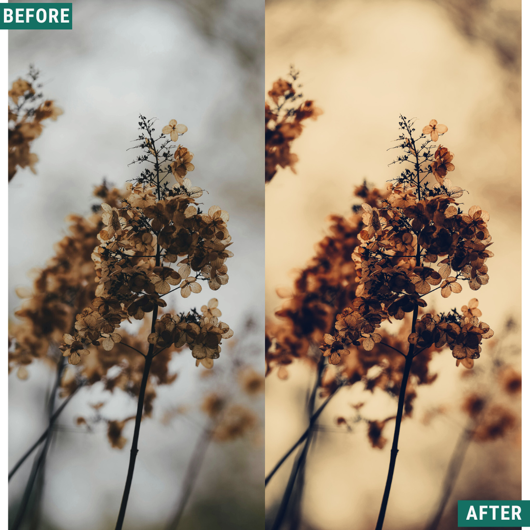Warm Dusk LIMITED Lightroom Presets Pack
