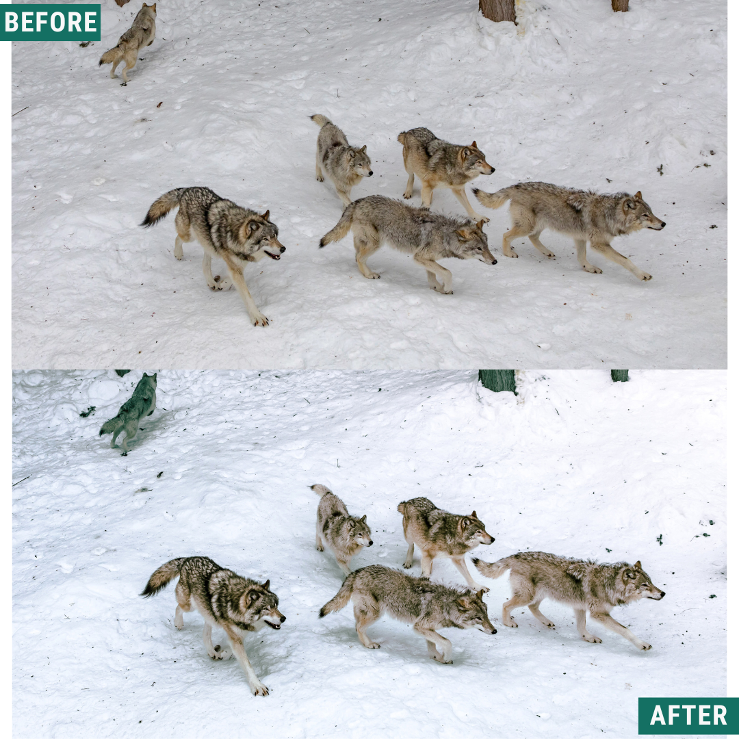 Winter AI Color Lightroom Toolkit