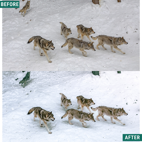 Winter AI Color Lightroom Toolkit