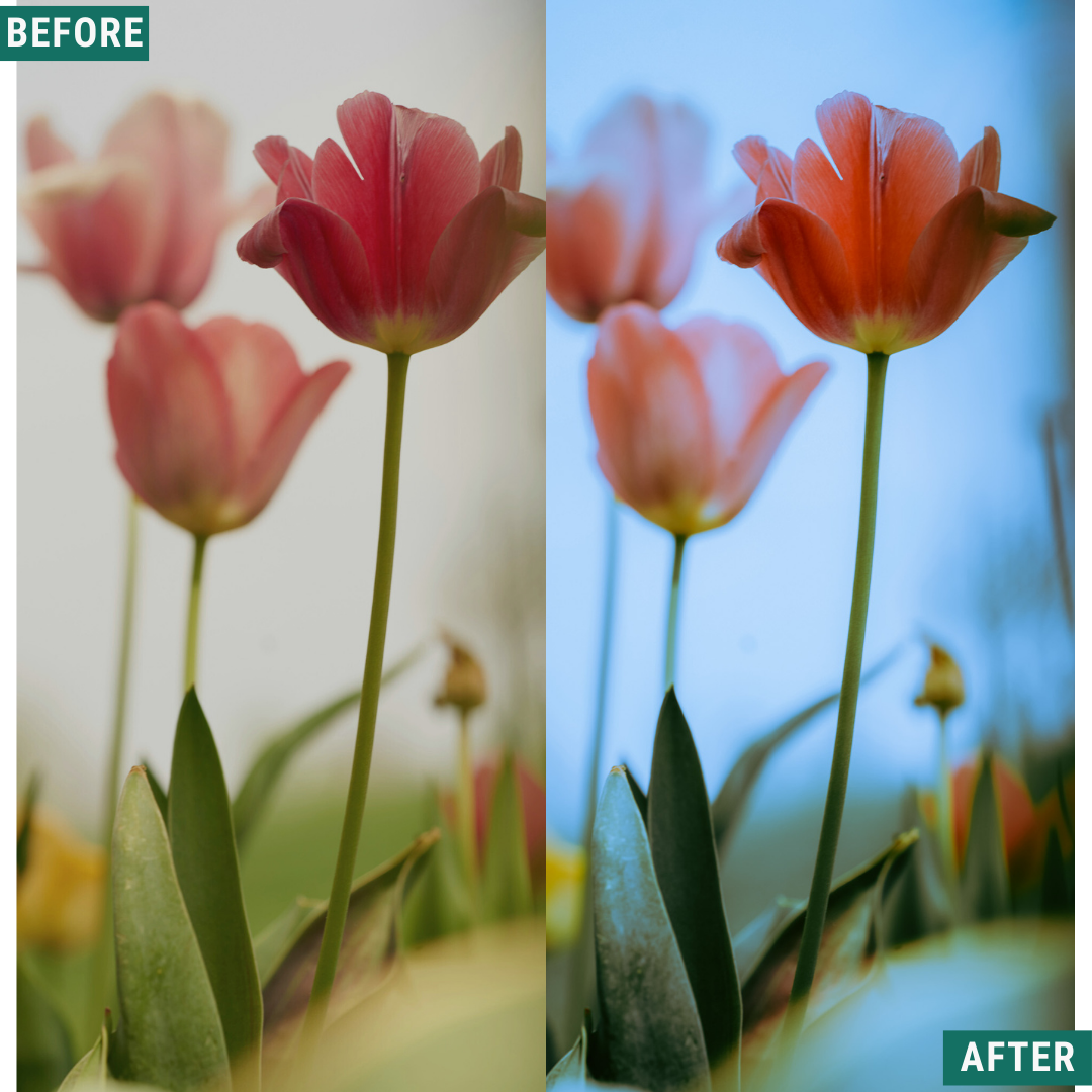 Mossy Trail LIMITED Lightroom Presets Pack