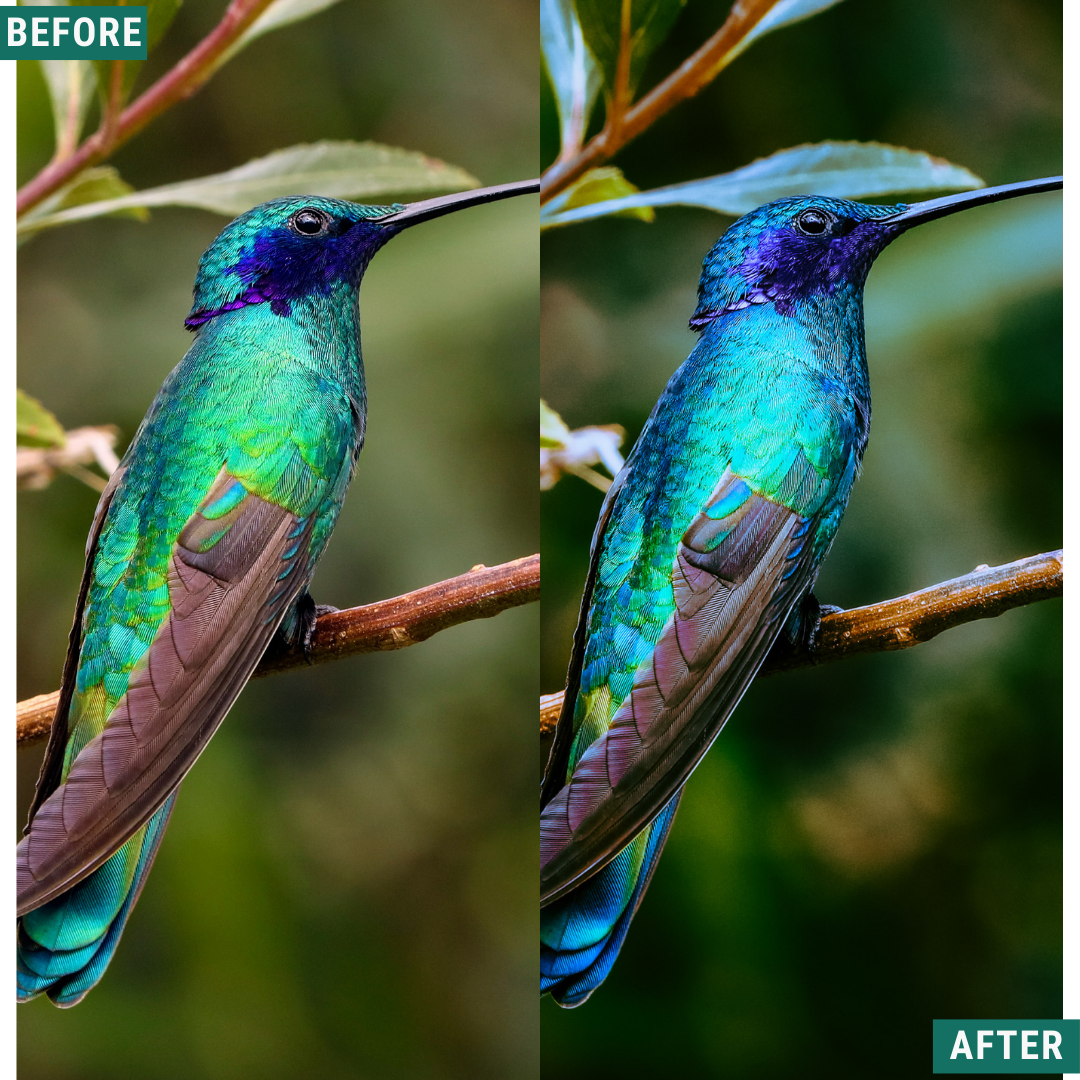 Mossy Trail LIMITED Lightroom Presets Pack