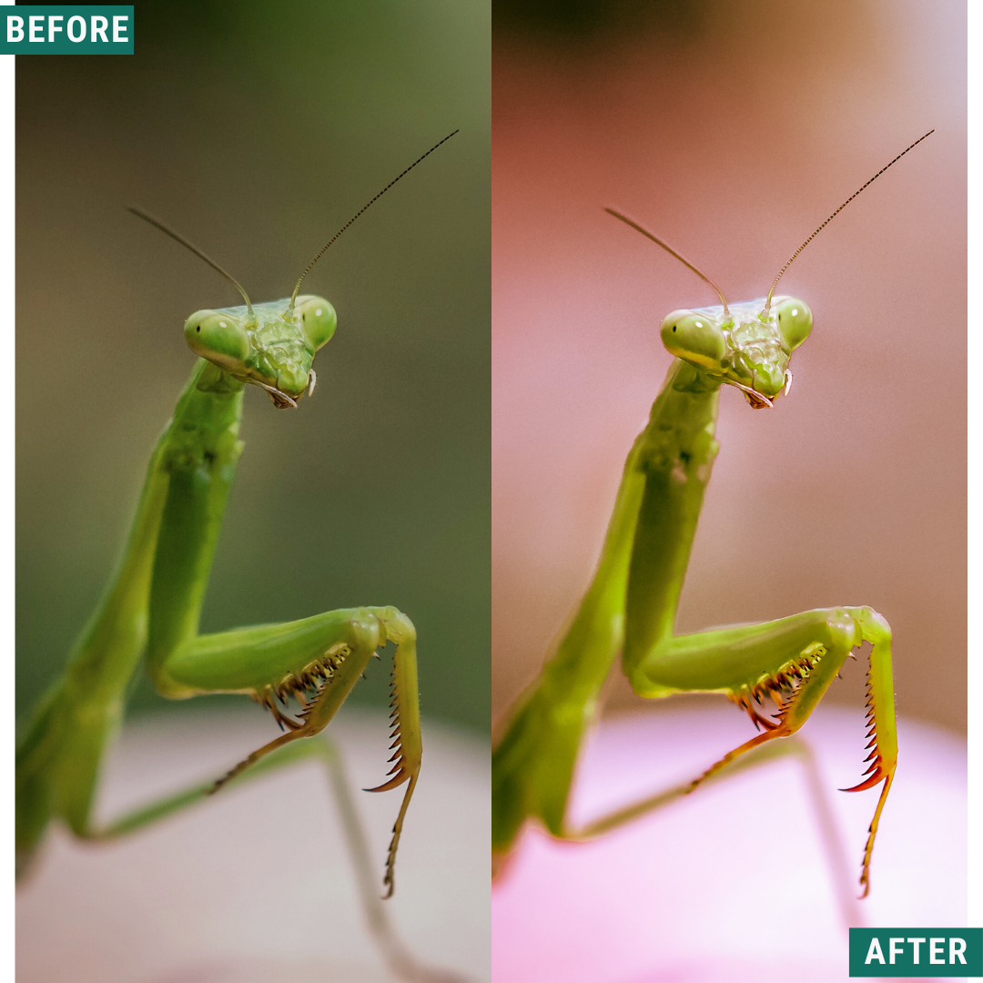 Macro Pink LIMITED Lightroom Presets Pack