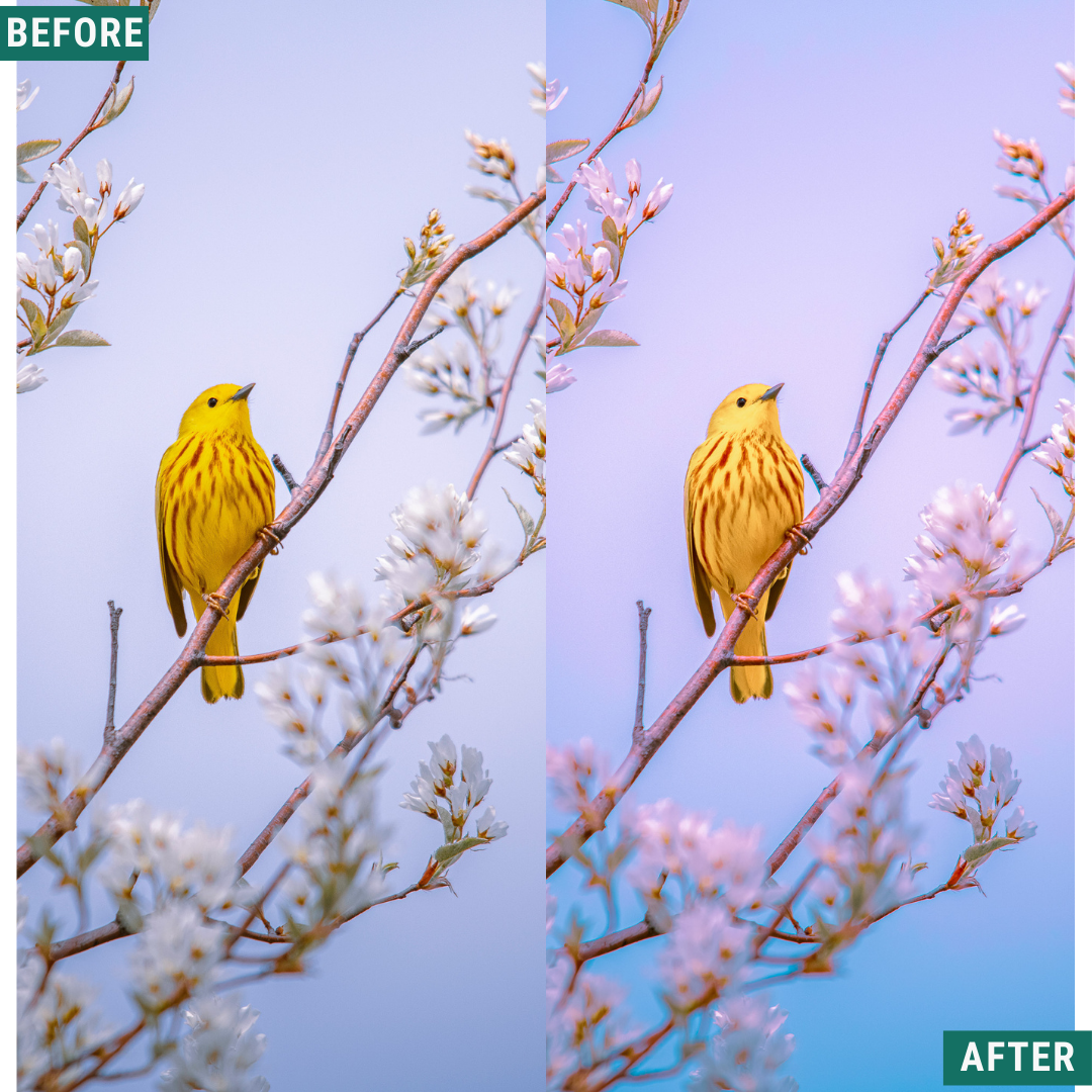 Cherry Blues LIMITED Lightroom Presets Pack