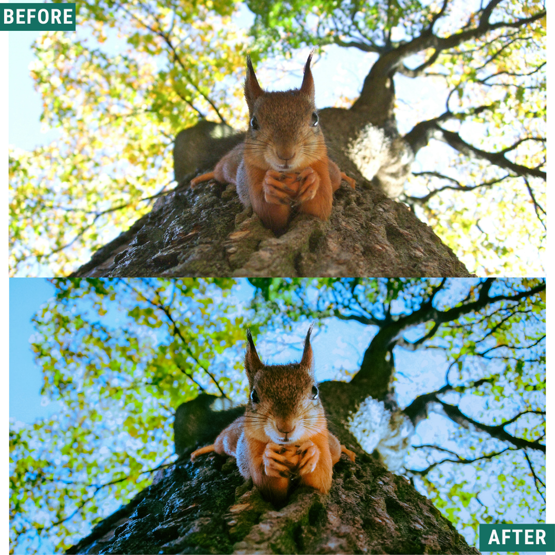 Mossy Trail LIMITED Lightroom Presets Pack