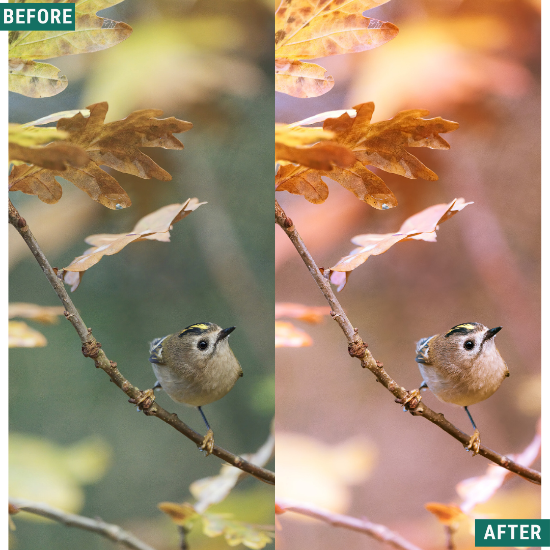 Macro Pink LIMITED Lightroom Presets Pack