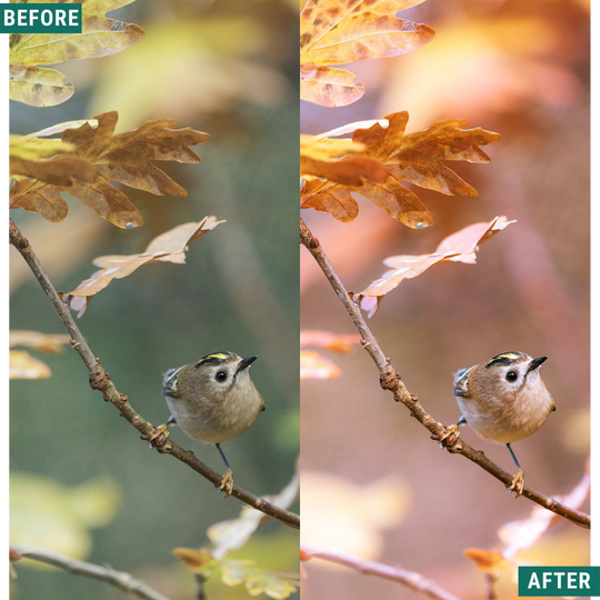 Macro Pink LIMITED Lightroom Presets Pack