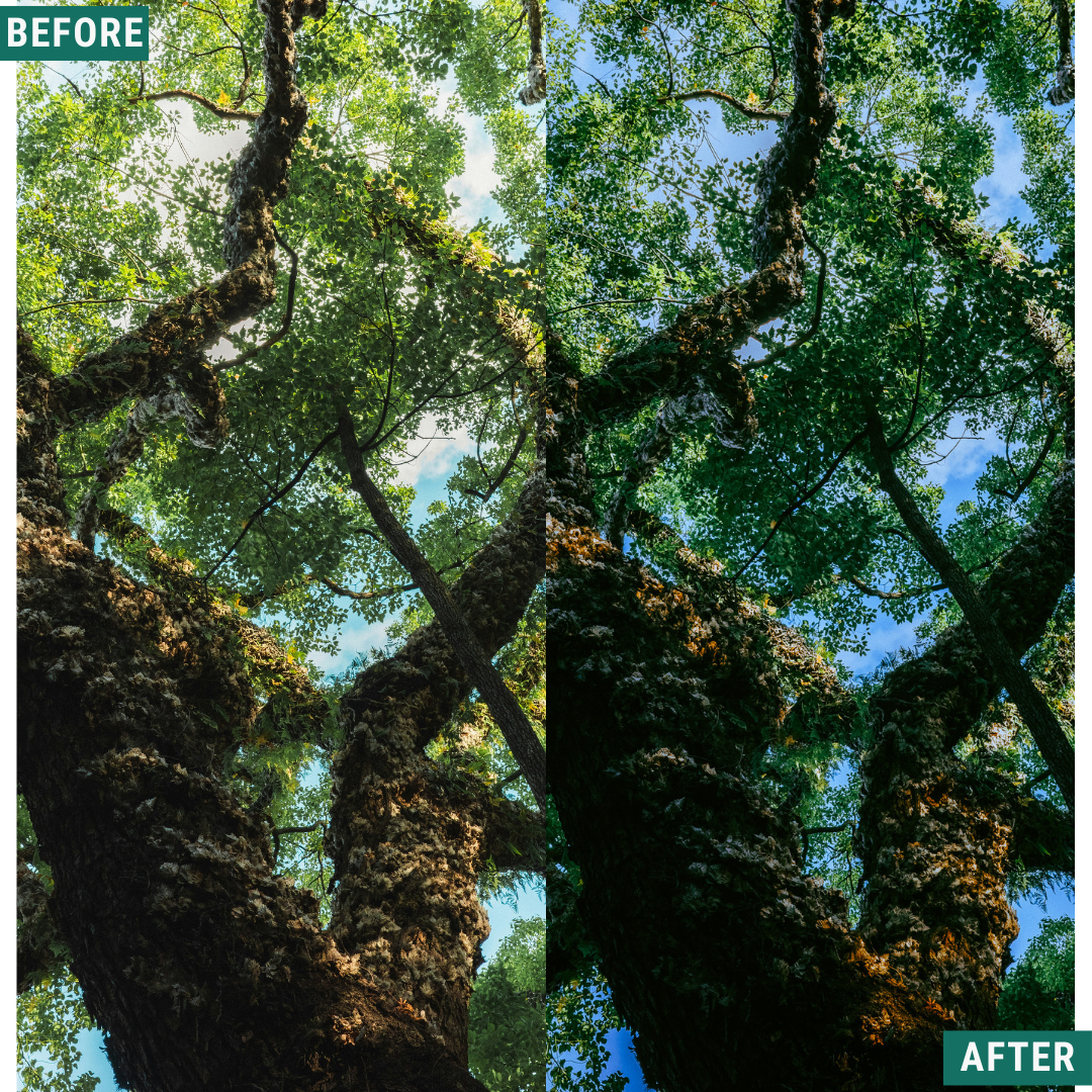 Mossy Trail LIMITED Lightroom Presets Pack