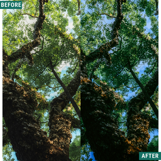 Mossy Trail LIMITED Lightroom Presets Pack