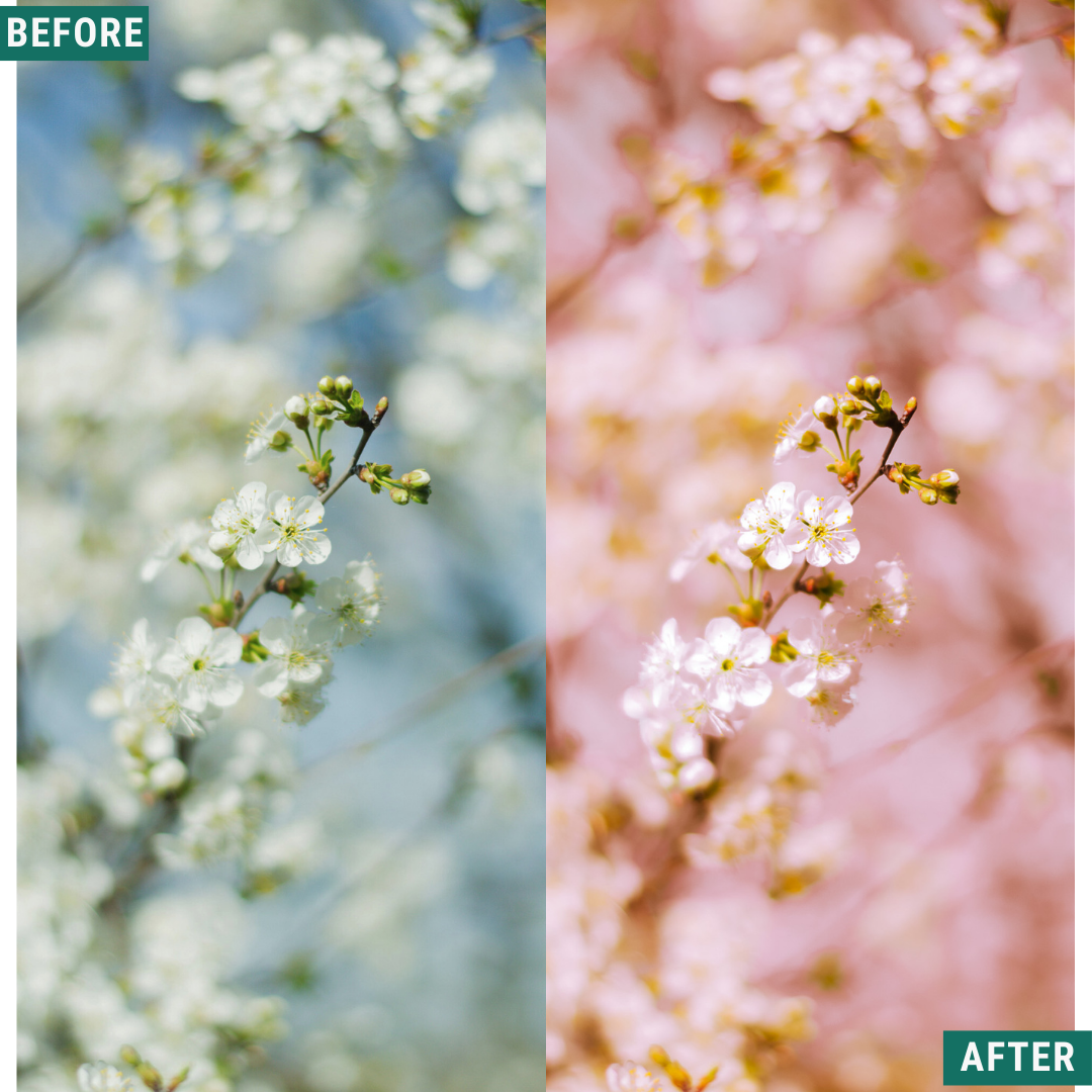 Macro Pink LIMITED Lightroom Presets Pack