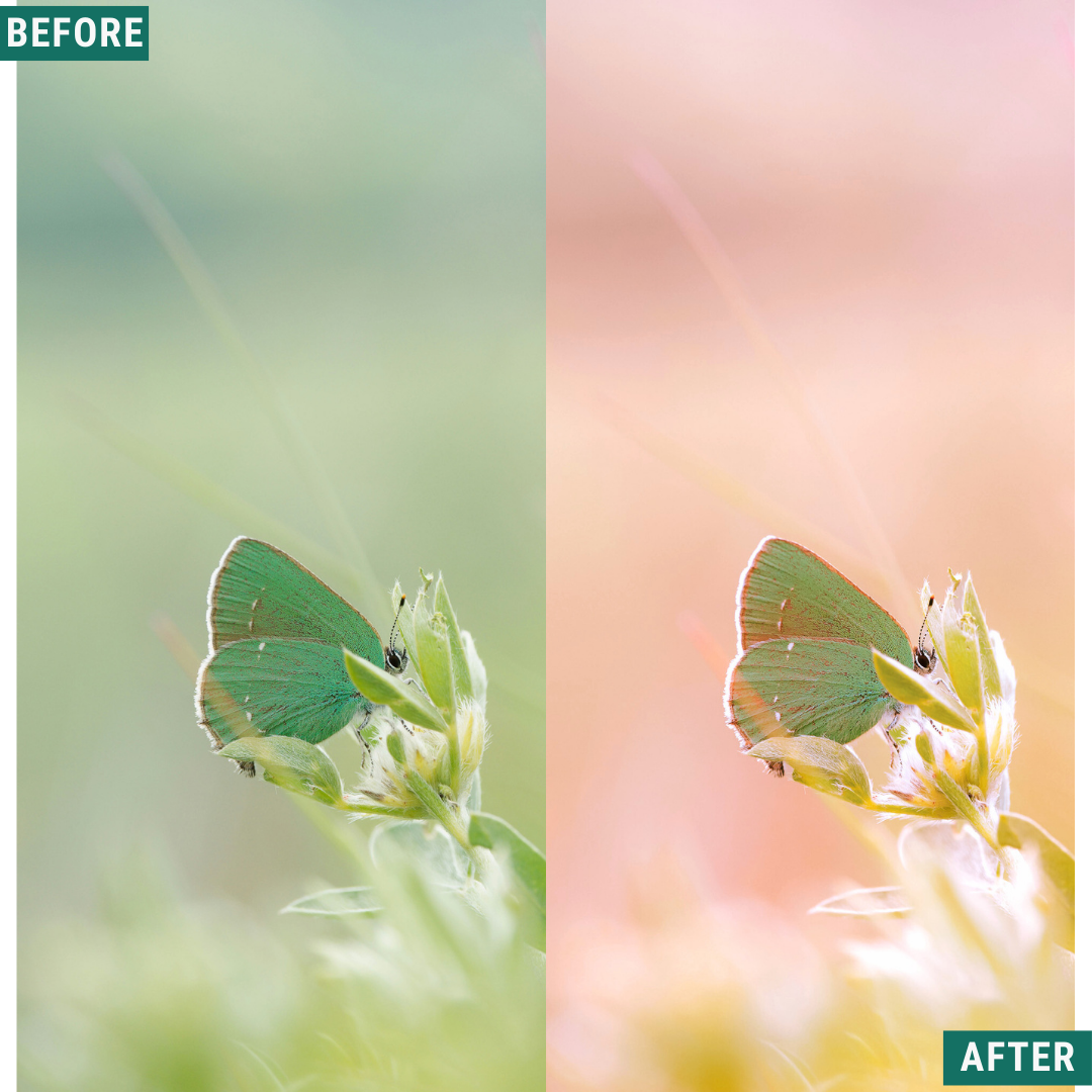 Macro Pink LIMITED Lightroom Presets Pack