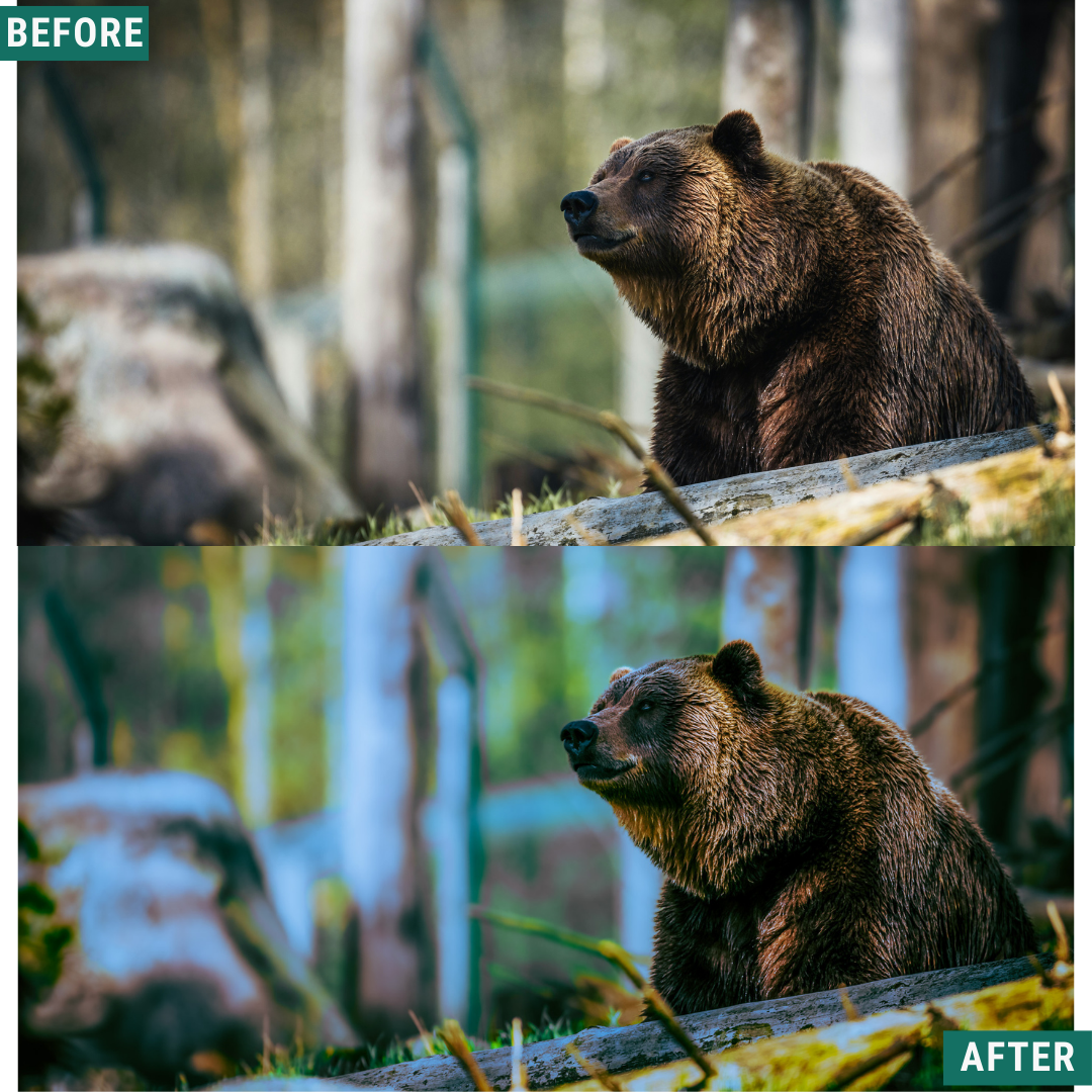 Mossy Trail LIMITED Lightroom Presets Pack