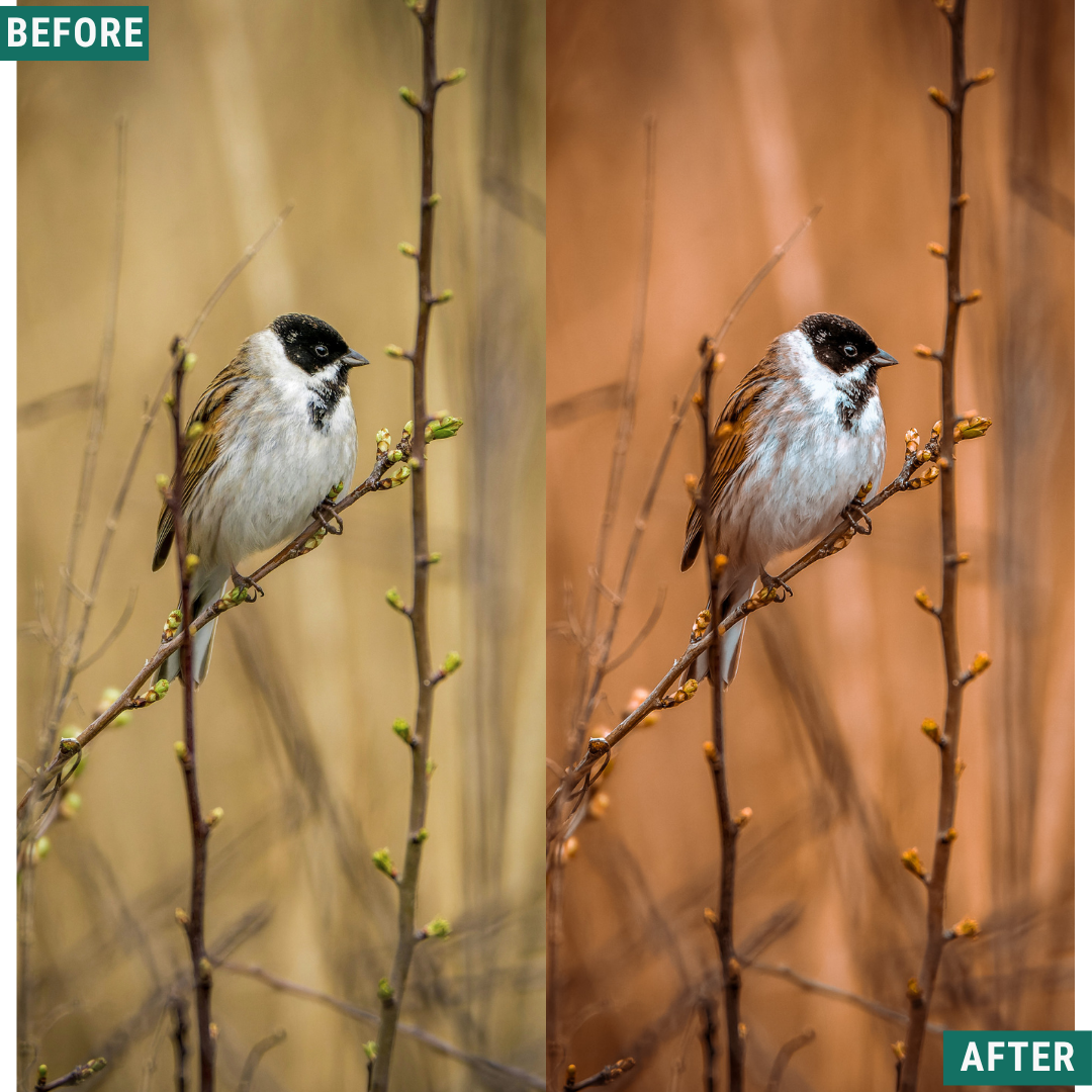 Rustic Dawn Lightroom Presets Pack